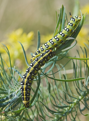 Hyles euphorbiae